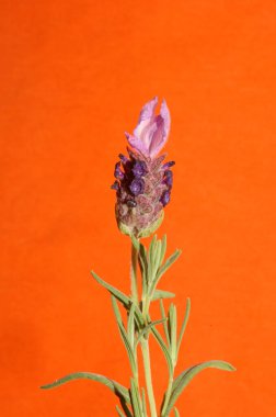 Aromatik bitki tomurcuğu arka planda lavandula stoechas familyası lamiaceae botanik yüksek kalite büyük boy baskılar