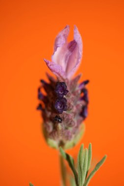 Aromatik bitki tomurcuğu arka planda lavandula stoechas familyası lamiaceae botanik yüksek kalite büyük boy baskılar