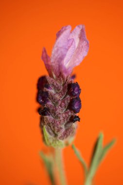 Aromatik bitki tomurcuğu arka planda lavandula stoechas familyası lamiaceae botanik yüksek kalite büyük boy baskılar