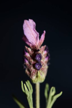 Aromatik bitki tomurcuğu arka planda lavandula stoechas familyası lamiaceae botanik yüksek kalite büyük boy baskılar