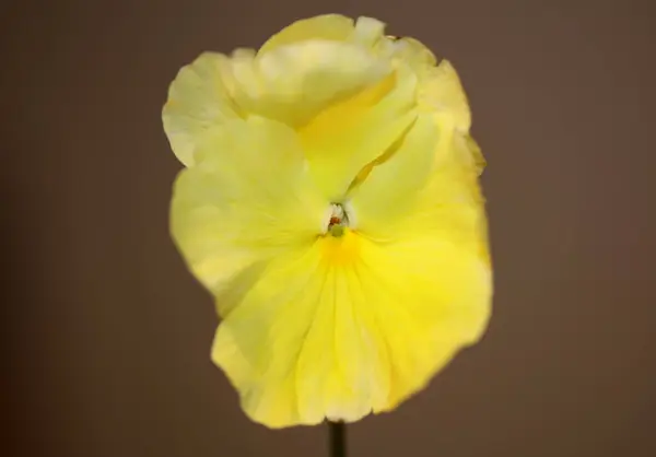 Flor Flor Viola Amarela Família Violaceae Close Fundo Botânico Moderno — Fotografia de Stock