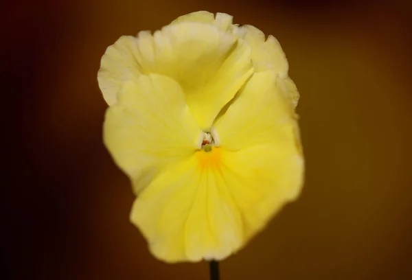 Gelbe Viola Blume Blüten Familie Violaceae Close Botanischen Hintergrund Moderne — Stockfoto