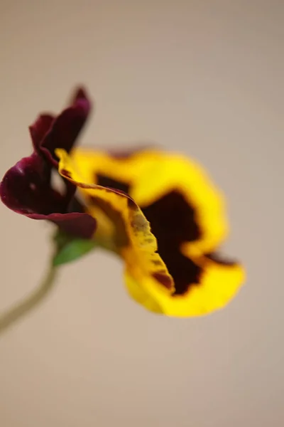Colorato Viola Fiore Fiore Famiglia Violaceae Primo Piano Botanico Sfondo — Foto Stock