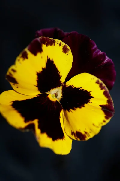 Bunte Viola Blume Blüten Familie Violaceae Close Botanischen Hintergrund Moderne — Stockfoto