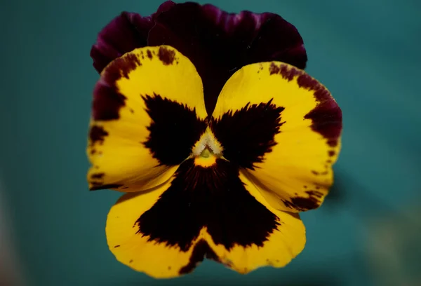 カラフルなビオラの花の家族のビオラ科植物の背景を閉じる近代的な高品質の大きなサイズのプリント — ストック写真