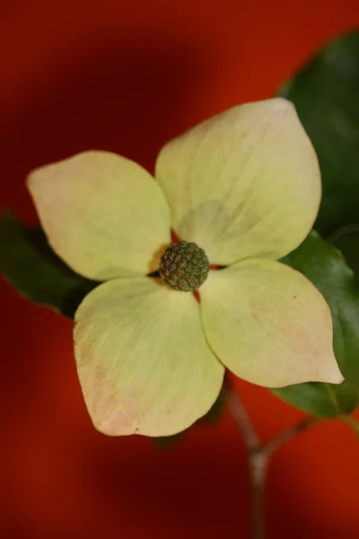 Bílý Květ Kvetoucí Makro Cornus Kousa Rodina Cornaceae Botanické Moderní — Stock fotografie