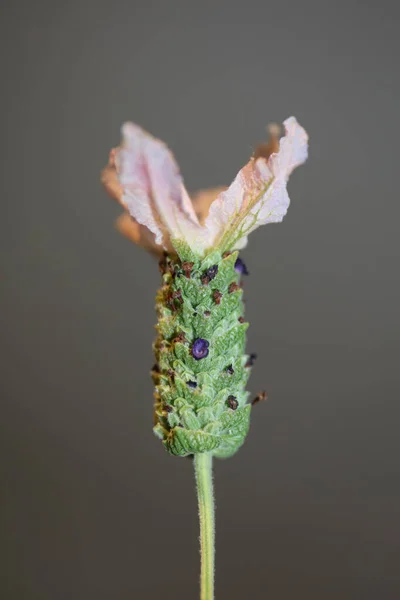 Aromatische Pflanzenblüte Nahaufnahme Hintergrund Lavandula Stoechas Familie Lamiaceae Botanische Großformatige — Stockfoto