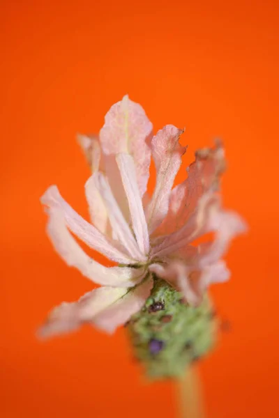 Plante Aromatique Floraison Close Background Lavandula Stoechas Famille Des Lamiaceae — Photo