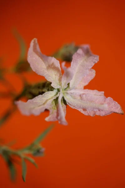 Aromatické Rostliny Květy Zblízka Pozadí Lavandula Stoechas Rodina Lamiaceae Botanické — Stock fotografie