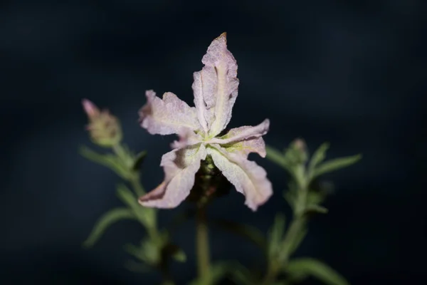 Flor Planta Aromática Close Fundo Lavandula Stoechas Família Lamiaceae Botânica — Fotografia de Stock
