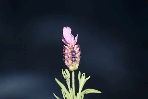 Aromatic Plant Blossom Close Background Lavandula Stoechas Family Lamiaceae Botanical — Stock Photo, Image