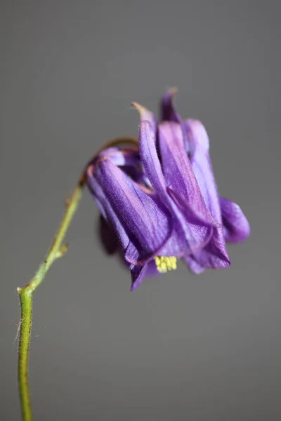 Цветочный Цветок Крупным Ботаническим Фоном Aquilegia Vulgaris Семейства Ranunculaceae Больших — стоковое фото