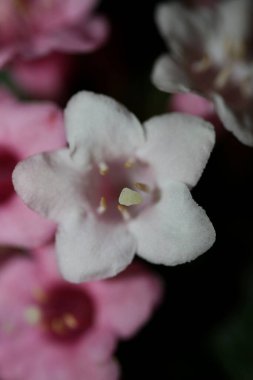 Çiçekler çiçek açar. Arka planda Weigela Florida ailesi kaprifoliaceae botanik olarak yüksek kalite büyük boy izler bırakır.