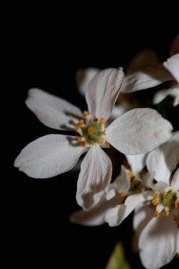 Beyaz çiçek, botanik çağdaş arkaplan choisya ternata familyası rutaceae yüksek kalite, büyük boy baskılar.