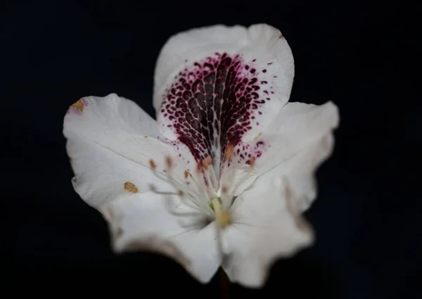 Rododendron Maksimum Kwiat Kwitnący Rodzina Ericaceae Makro Tło Botaniczne Nowoczesny — Zdjęcie stockowe