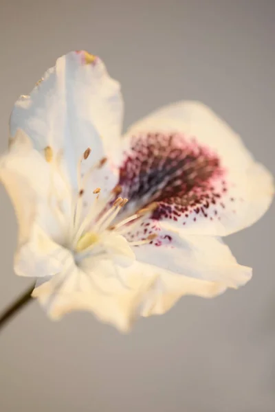 Rododendron Maksimum Kwiat Kwitnący Rodzina Ericaceae Makro Tło Botaniczne Nowoczesny — Zdjęcie stockowe