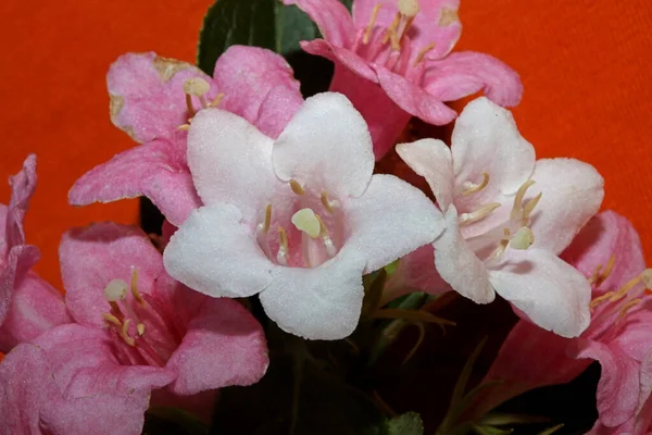 Çiçekler Çiçek Açar Arka Planda Weigela Florida Ailesi Kaprifoliaceae Botanik — Stok fotoğraf