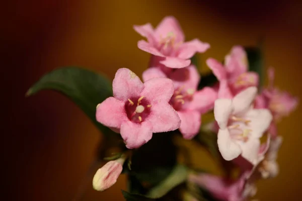 Virág Virág Közelről Háttér Weigela Florida Család Caprifoliaceae Botanikai Kiváló — Stock Fotó