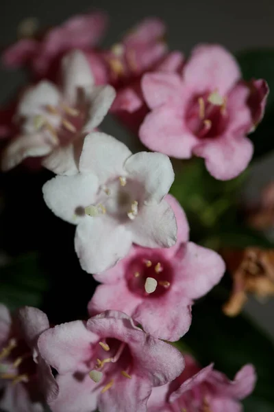 Άνθη Λουλουδιών Close Background Weigela Florida Family Caprifoliaceae Βοτανική Υψηλής — Φωτογραφία Αρχείου