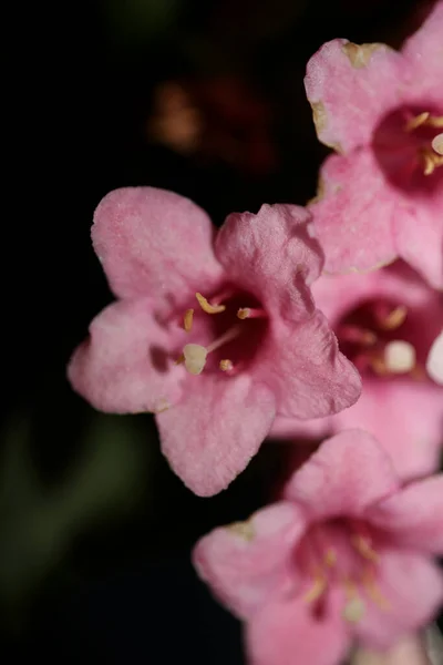 Blomma Blomma Närbild Bakgrund Weigela Florida Familj Caprifoliaceae Botaniska Hög — Stockfoto