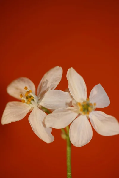 White Flower Blossom Close Botanical Modern Background Choisya Ternata Family — Stock Photo, Image