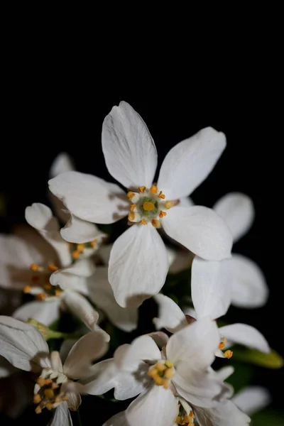 Цветение Белого Цветка Закрыть Ботанический Современный Фон Choisya Ternata Семьи — стоковое фото