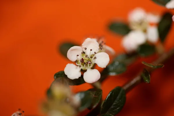 白いブッシュの花がバックグラウンドを閉じる花ダミー科植物高品質の大きなサイズのプリント — ストック写真