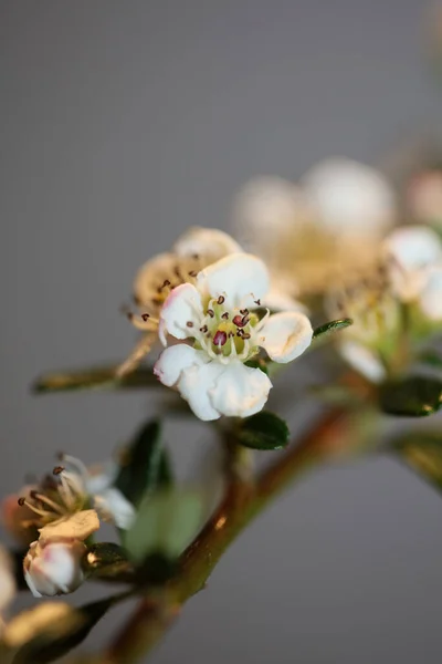 White Bush Flower Blossom Close Background Cotoneaster Dammeri Family Rosaceae — Stock Photo, Image