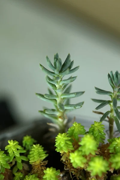 Saftig Blomma Närbild Botanisk Bakgrund Hög Kvalitet Stor Storlek Tryck — Stockfoto