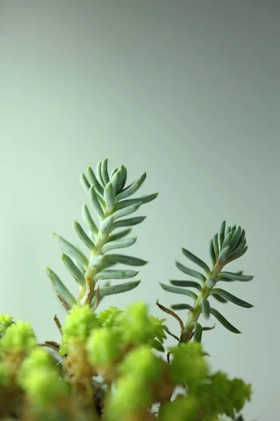 Saftig Blomma Närbild Botanisk Bakgrund Hög Kvalitet Stor Storlek Tryck — Stockfoto