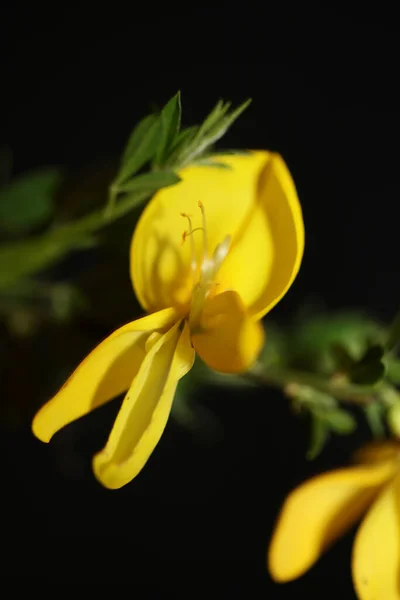 Gelbe Blüte Nahaufnahme Spartium Jenceum Familie Leguminosae Botanische Moderne Schwarze — Stockfoto