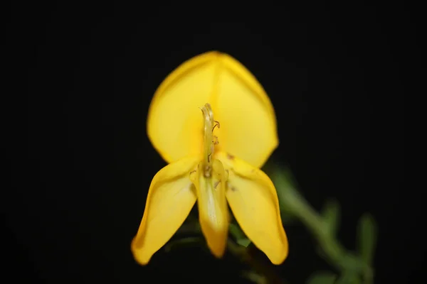 Flori Galbene Floare Inchide Spartium Jenceum Familie Leguminosae Botanice Fundal — Fotografie, imagine de stoc