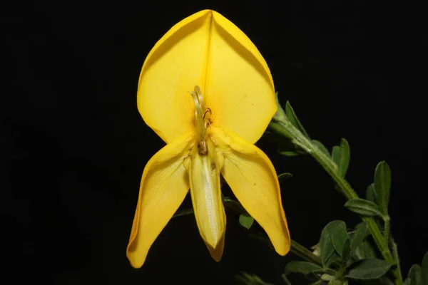 Yellow Flower Blossom Close Spartium Jenceum Family Leguminosae Botanical Modern — Stock Photo, Image