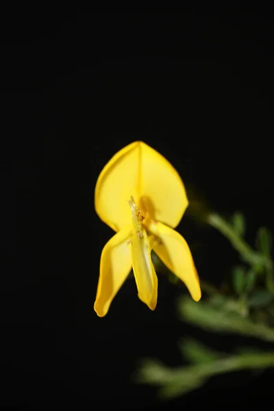 Fiore Giallo Fiore Close Spartium Jenceum Famiglia Leguminosae Botanico Moderno — Foto Stock