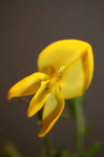 Flori Galbene Flori Inchide Spartium Jenceum Familie Leguminosae Botanice Fundal — Fotografie, imagine de stoc