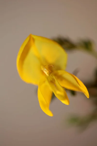 Gelbe Blüte Nahaufnahme Spartium Jenceum Familie Leguminosae Botanischen Modernen Hintergrund — Stockfoto