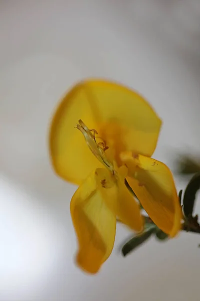 Gelbe Blüte Nahaufnahme Spartium Jenceum Familie Leguminosae Botanischen Modernen Hintergrund — Stockfoto
