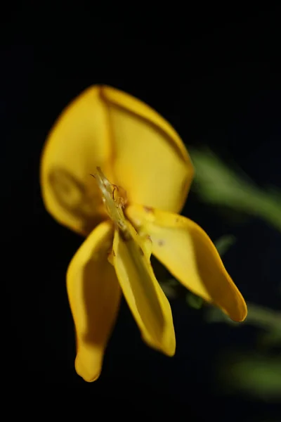 Fiore Giallo Fiore Close Spartium Jenceum Famiglia Leguminosae Botanico Moderno — Foto Stock