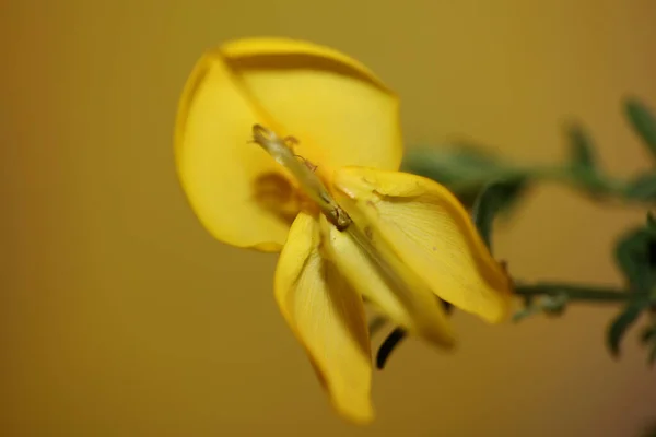 Gelbe Blüte Nahaufnahme Spartium Jenceum Familie Leguminosae Botanischen Modernen Hintergrund — Stockfoto