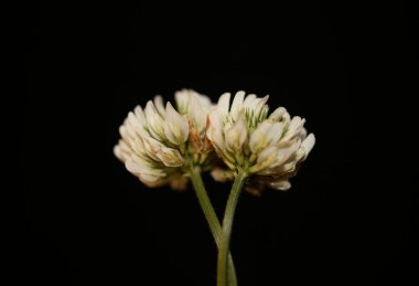 Vahşi beyaz çiçek, botanik arka plan trifolium nigresces aile leguminosae yüksek kalite büyük boy baskılar