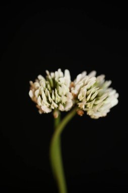 Vahşi beyaz çiçek, botanik arka plan trifolium nigresces aile leguminosae yüksek kalite büyük boy baskılar