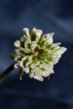 Vahşi beyaz çiçek, botanik arka plan trifolium nigresces aile leguminosae yüksek kalite büyük boy baskılar