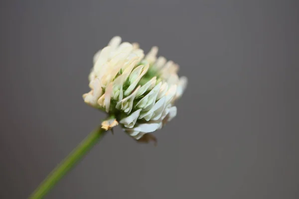 Divoký Bílý Květ Květy Zblízka Botanické Pozadí Trifolium Nigrescens Rodina — Stock fotografie