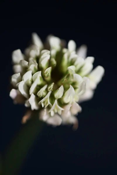 Flor Blanca Salvaje Flor Primer Plano Fondo Botánico Trifolium Nigrescens — Foto de Stock