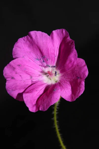 ピンクの花がバックグラウンド植物の近代的な高品質の大きなサイズのプリントゼラニウムサンギネウム科 — ストック写真