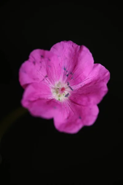 분홍빛 식물학적으로 현대적 고품질 크기의 식물학적 게라니 — 스톡 사진