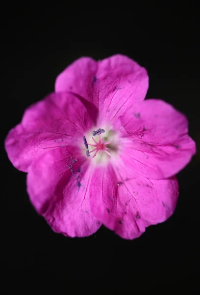 Rosa Blütenblüte Nahaufnahme Hintergrund Botanische Moderne Hochwertige Großformat Drucke Geranium — Stockfoto