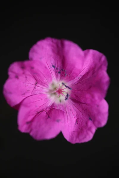 ピンクの花がバックグラウンド植物の近代的な高品質の大きなサイズのプリントゼラニウムサンギネウム科 — ストック写真