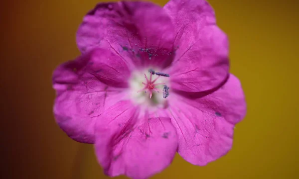 粉红花近缘背景植物现代优质大号印花天麻科天麻科 — 图库照片