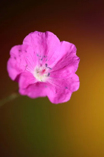 Rosa Blütenblüte Nahaufnahme Hintergrund Botanische Moderne Hochwertige Großformat Drucke Geranium — Stockfoto